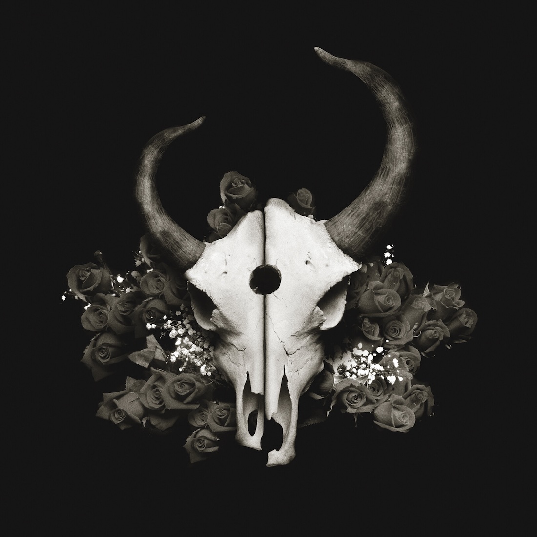Album Art of Demon Hunter's Summer Of Darkness album - On a black background, a white skull of what looks like an animal with large curved horns coming out of the top of each side of the head, the left one curving a bit lower than the right one. The skill is cut in half down the middle vertically, and has a large hole in the forehead area between the eyes. The skill is sitting on a pile of dark gray roses, so maybe it's a black-and-white photo.